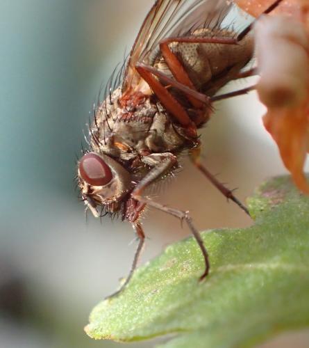 Phaonia tuguriorum